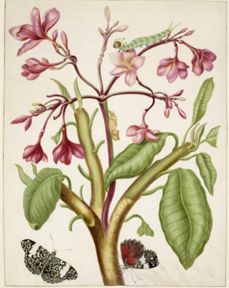 Frangipani plant with Red Cracker Butterfly, 1702-03ROYAL COLLECTION TRUST/© HER MAJESTY QUEEN ELIZABETH II 2016